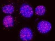 Human 2B4/CD244/SLAMF4 Antibody MAB10391