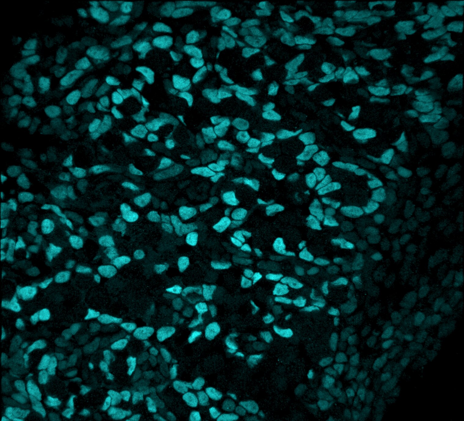 Human FOXL2 Antibody MAB10396