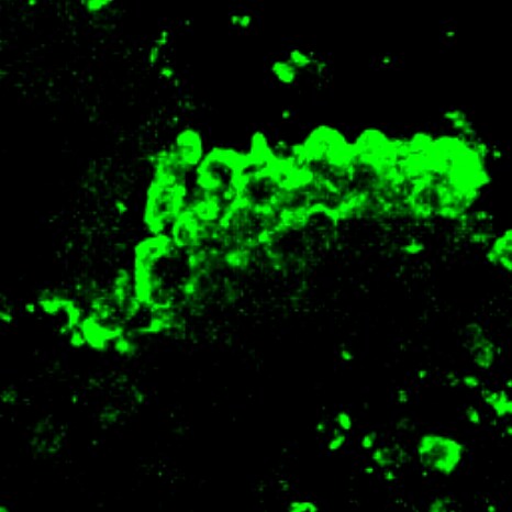 SARS-CoV-2 Spike S1 Subunit Antibody MAB105407