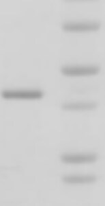 Avi Tag Antibody MAB10546