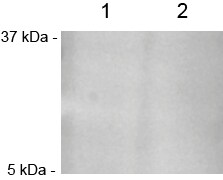 Human CD94 Antibody MAB1058