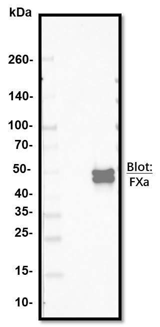 Human Coagulation Factor X Antibody MAB1063
