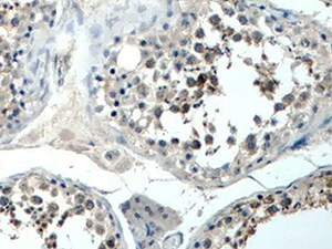 Human OX40 Ligand/TNFSF4 Antibody MAB10656