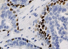 Human PSGR Antibody MAB10669