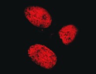 Human SF‑1/NR5A1 Antibody MAB10724