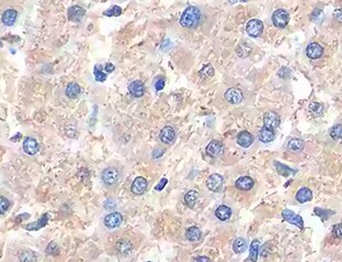 Human PGC1 alpha  Antibody MAB10784