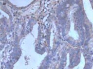 Mouse Artemin Antibody MAB10851