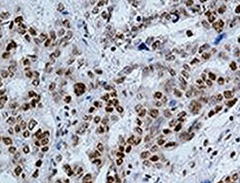 Mouse Artemin Antibody MAB10851