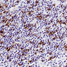 Human PD-1 MAb (Clone 2705J) MAB10858