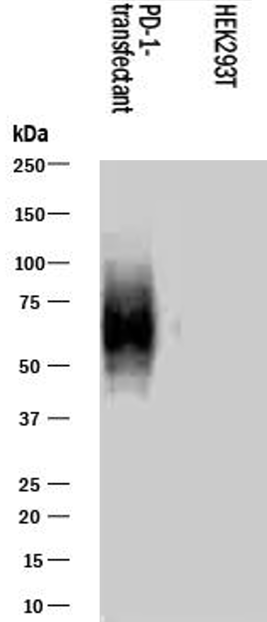Human PD‑1 Antibody MAB10863