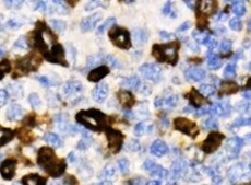Human PD‑1 Antibody MAB10865