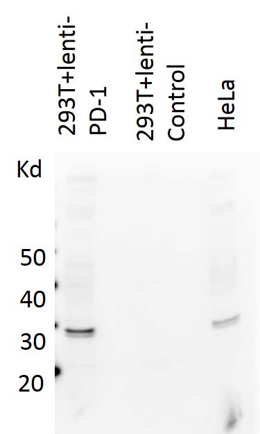 Human PD‑1 Antibody MAB1086