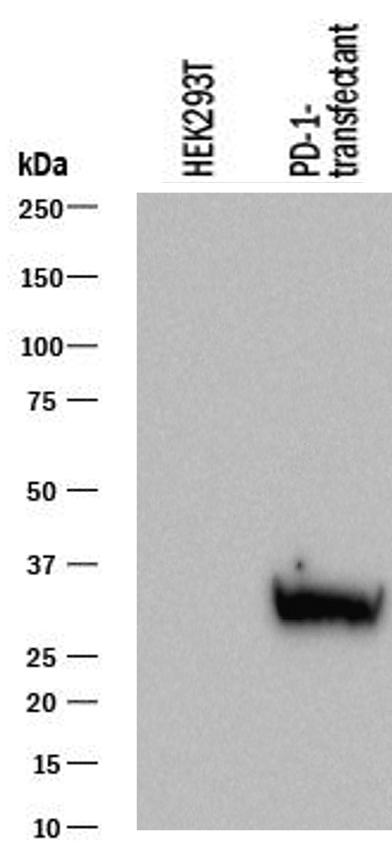 Human PD‑1 Antibody MAB1086