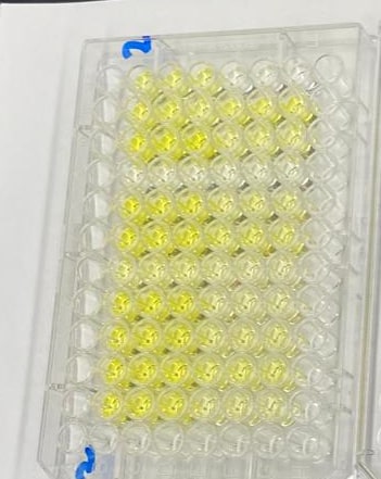 Biotin Antibody MAB10915