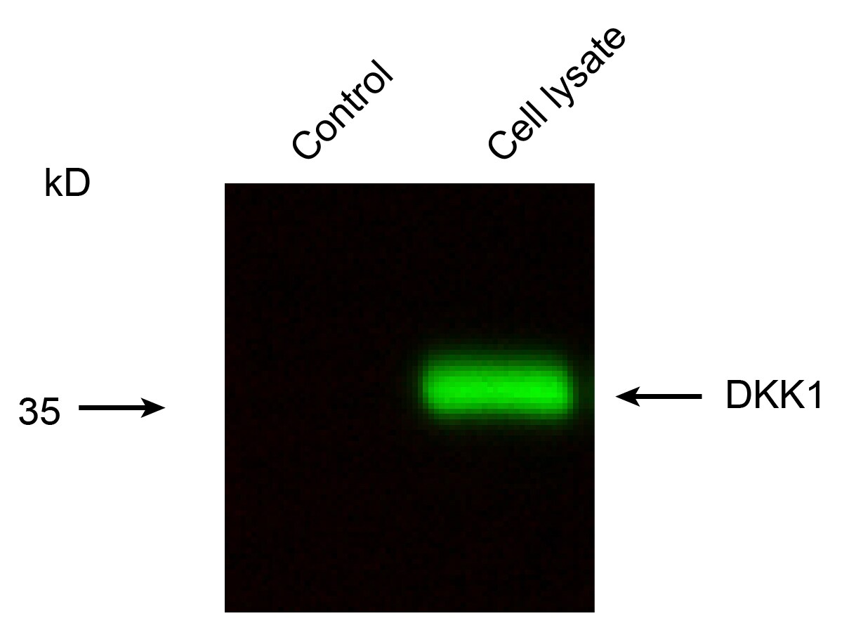 Human Dkk‑1 Antibody MAB1096
