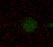 Human IL‑20 Antibody MAB11022