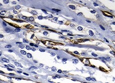 Human JAM‑A Antibody MAB1103