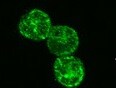 Human/Mouse/Rat SF20/MYDGF Antibody MAB1104