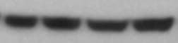 Human IgG Fc Antibody MAB110