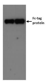 Human IgG Fc Antibody MAB110