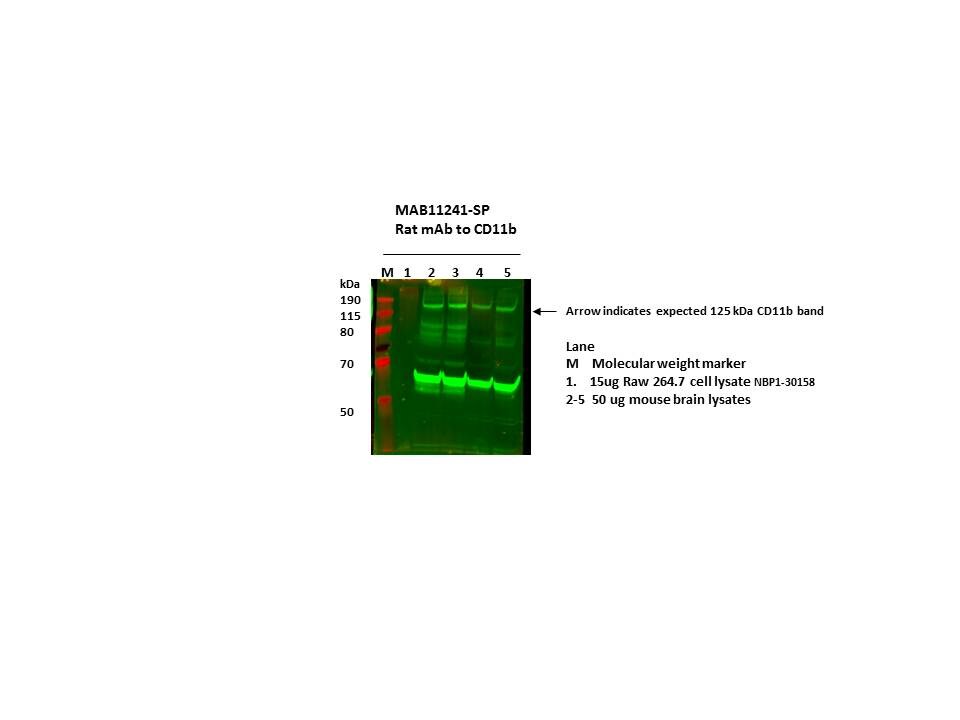 Mouse CD11b/Integrin alpha M Antibody MAB11241