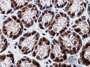 Human/Mouse Neprilysin/CD10 Antibody MAB1126