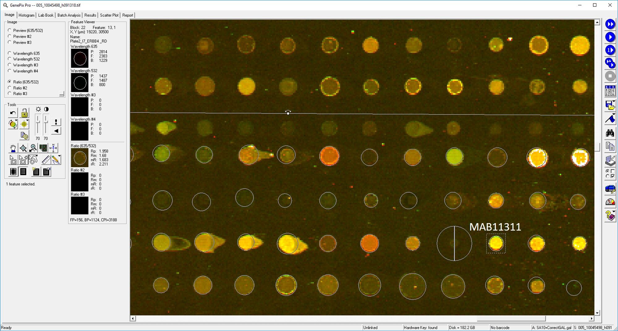 Human ErbB4/Her4 Antibody MAB11311