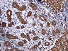 Human ErbB4/Her4 Antibody MAB1131