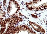 Human ErbB4/Her4 Antibody MAB1131