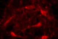 Human Pref‑1/DLK1/FA1 Antibody MAB1144