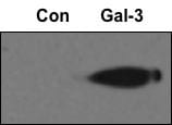 Human Galectin‑3 Antibody MAB11541