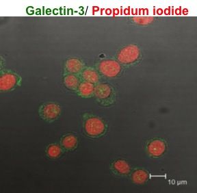 Human Galectin‑3 Antibody MAB11541