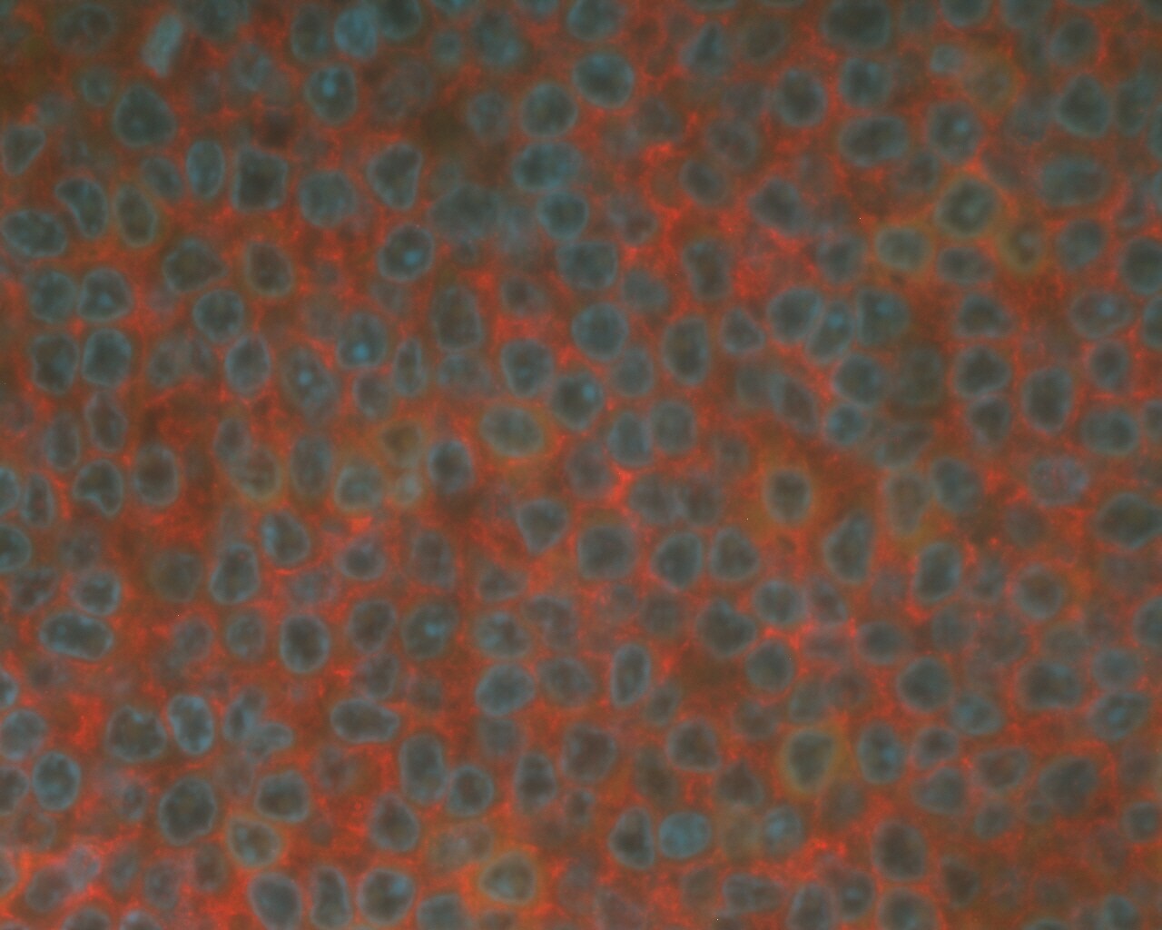 Human BAFFR/TNFRSF13C MAb (Clone 2403C) MAB1162
