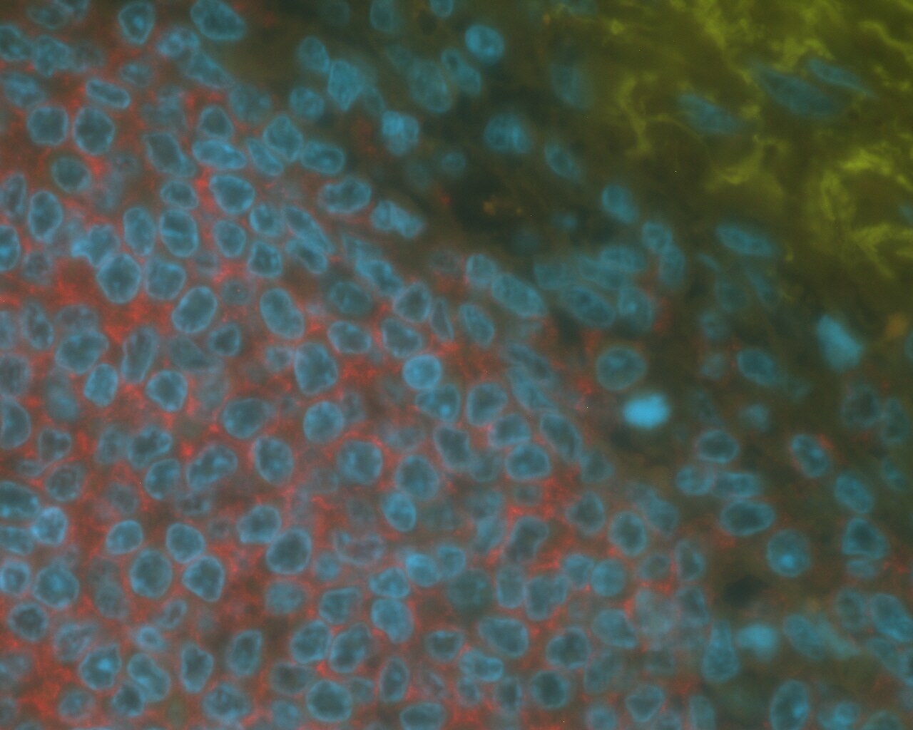 Human BAFFR/TNFRSF13C MAb (Clone 2403C) MAB1162