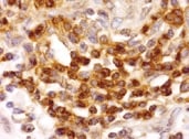 Human BAFFR/TNFRSF13C MAb (Clone 2403C) MAB1162