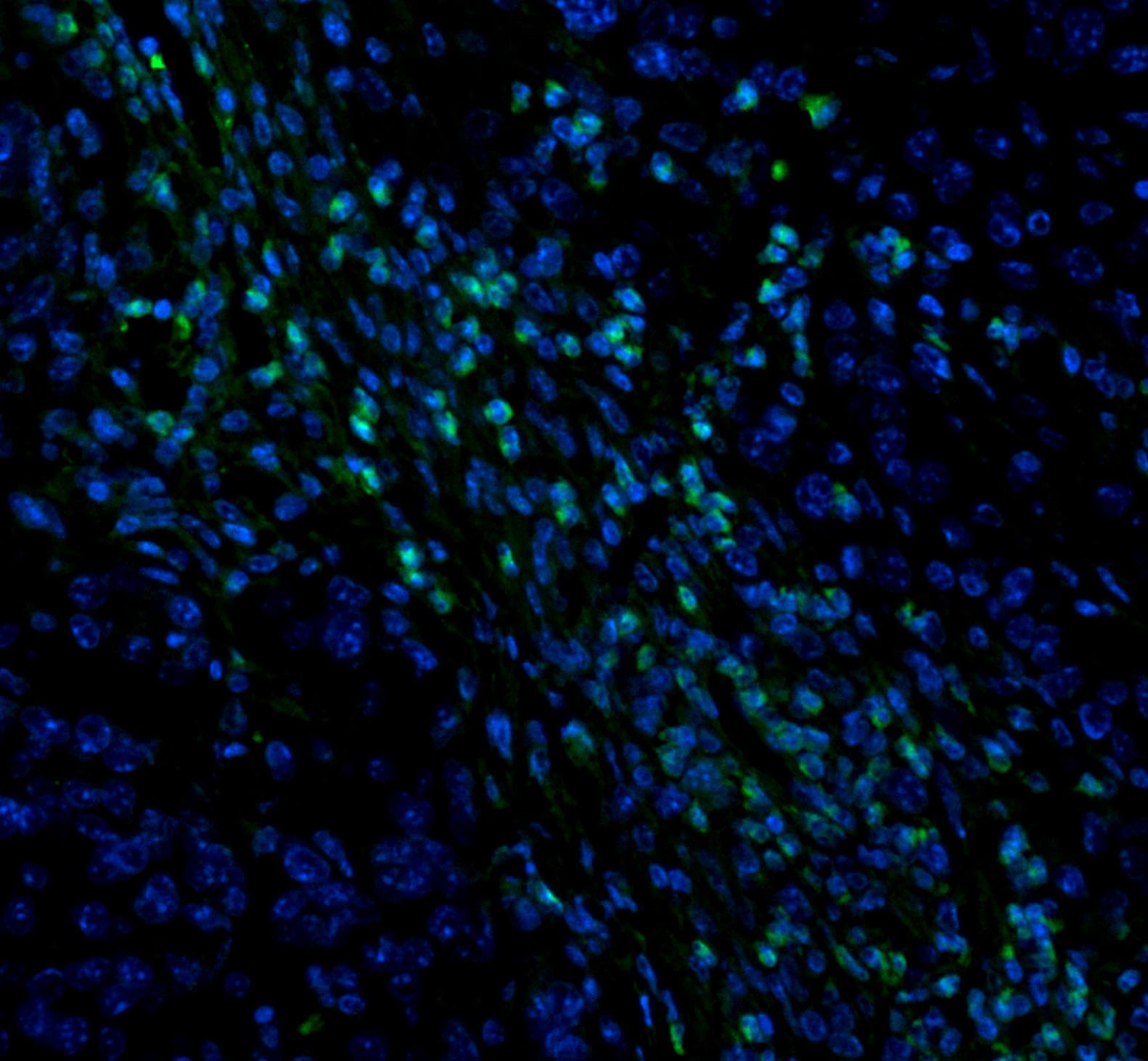 Mouse CD8 alpha  Antibody MAB116