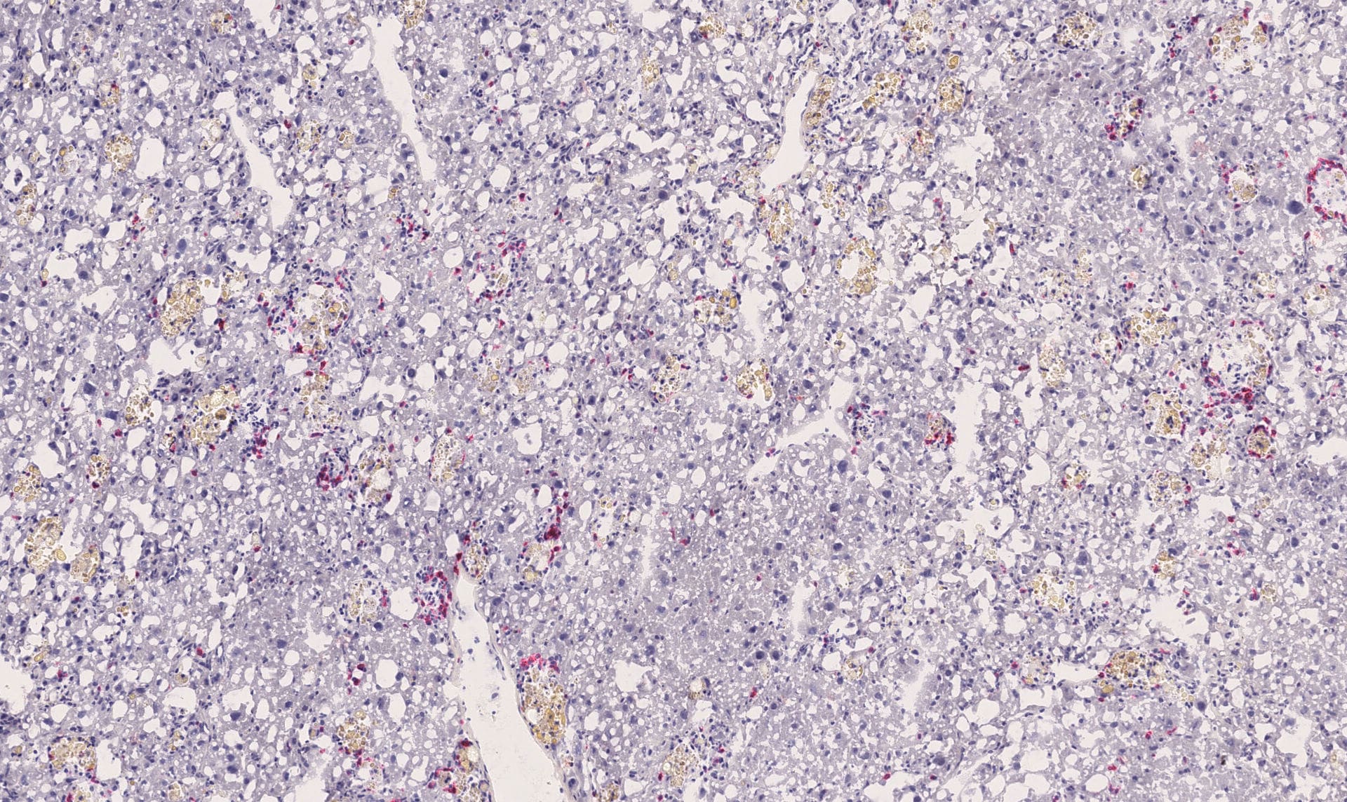 Mouse CD8 alpha  Antibody MAB116