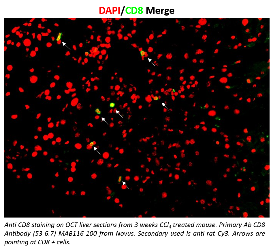 Mouse CD8 alpha  Antibody MAB116
