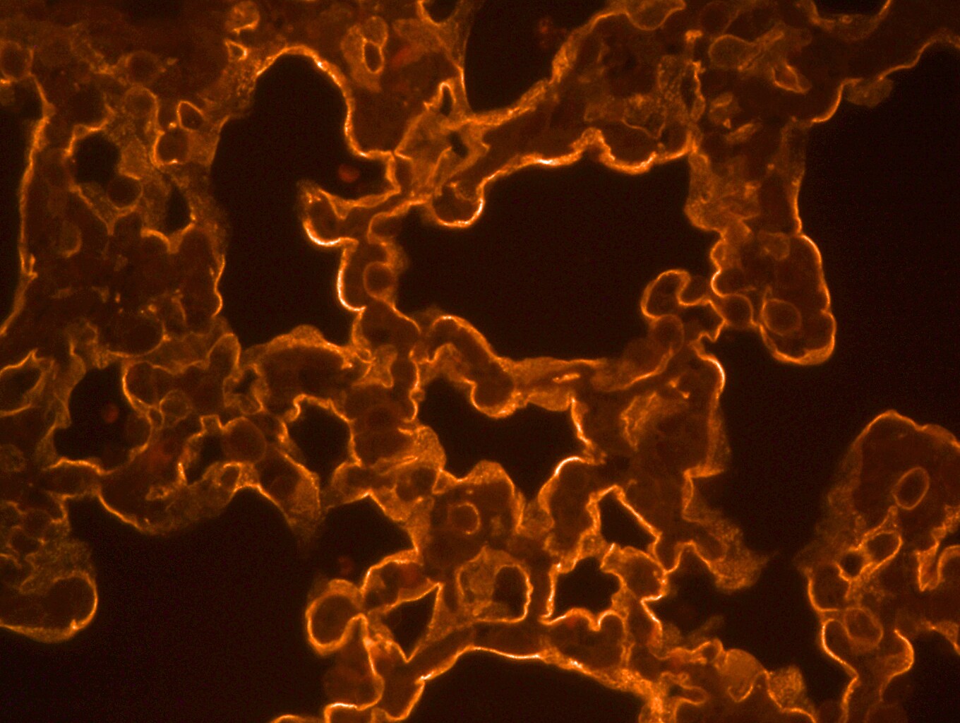 Mouse RAGE Antibody MAB11794