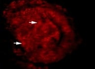 Mouse/Rat RAGE Antibody MAB1179