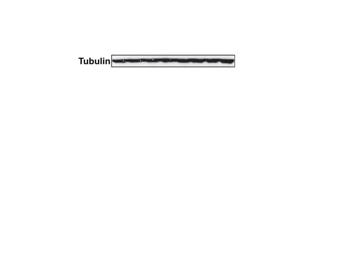 Neuron-specific  beta ‑III Tubulin Antibody MAB1195