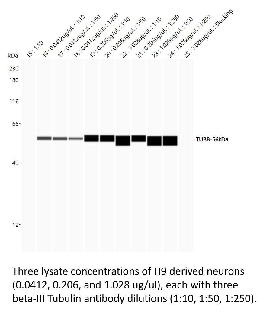 Neuron-specific  beta ‑III Tubulin Antibody MAB1195