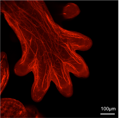 Neuron-specific  beta ‑III Tubulin Antibody MAB1195