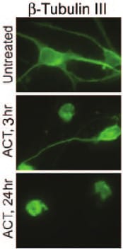 Neuron-specific  beta ‑III Tubulin Antibody MAB1195