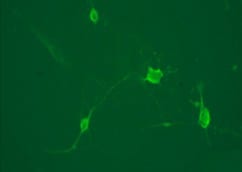 Neuron-specific  beta ‑III Tubulin Antibody MAB1195