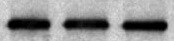 Human PD‑L2/B7‑DC Antibody MAB1224