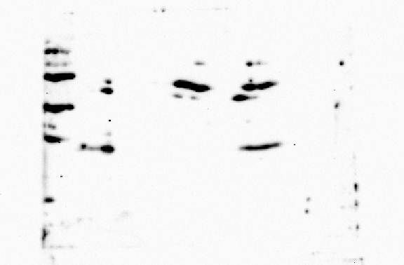 Human Galectin‑4 Antibody MAB1227