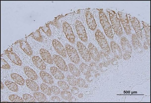 Human Galectin‑4 Antibody MAB1227