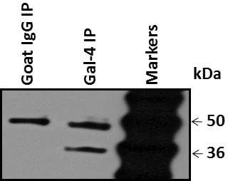 Human Galectin‑4 Antibody MAB1227