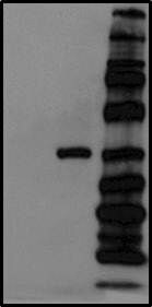 Human Galectin‑4 Antibody MAB1227